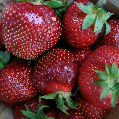 Tristar Everbearing Strawberry