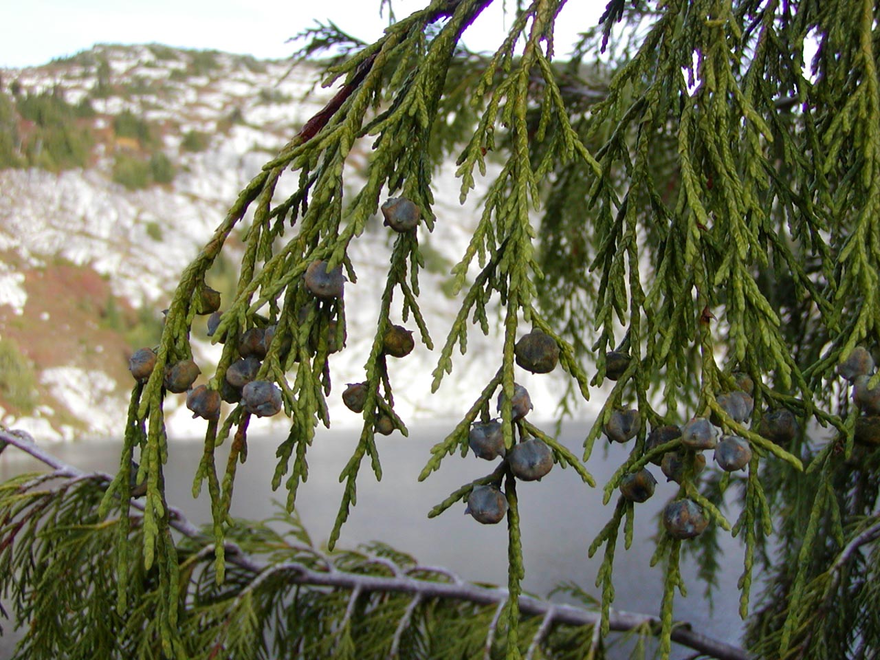 Chamaecyparis Callitropsis Nootkatensis Weeping Nootka False Cypress