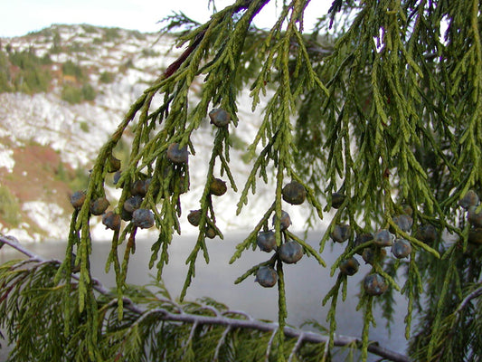 Chamaecyparis Callitropsis Nootkatensis Weeping Nootka False Cypress