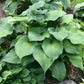 Hanjas Red Edge Hosta Plants online shopping