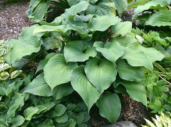 Hanjas Red Edge Hosta Plants online shopping