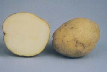 Dakota Pearl White Potato online shopping