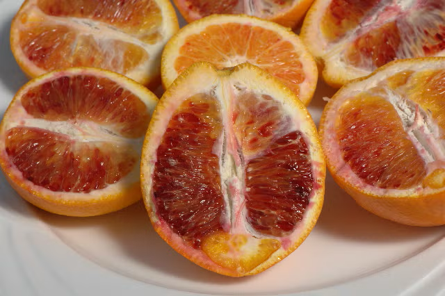 Shahani Red Pigmented Navel Orange Budwood citrus plant material online shopping