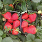 Victory Early Season Strawberry