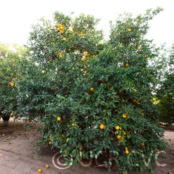 C. Obovoidea Seed citrus plant material online shopping