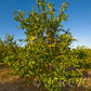 Limonero Fino Largo 95 Lemon Budwood citrus plant material online shopping