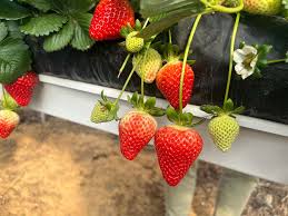 Surfline Early Short Day Strawberry