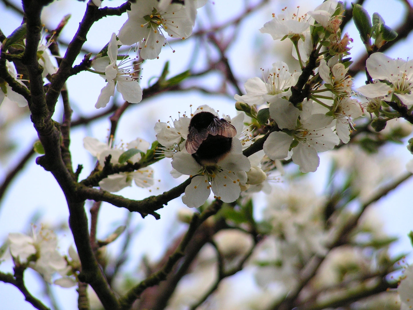 Natupol Trio Bumblebee Open Field Natural Pollinator