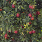 Bream Tarocco Blood Orange Budwood citrus plant material online shopping
