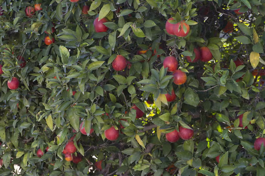 Bream Tarocco Blood Orange Budwood citrus plant material online shopping