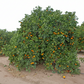 Parent Washington Navel Orange Budwood citrus plant material online shopping