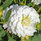 Bride To Be Dahlia Plants online shopping