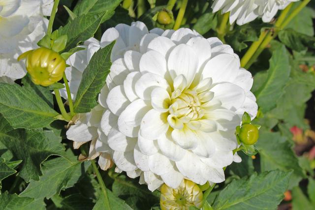 Bride To Be Dahlia Plants online shopping