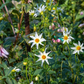 Star Child Dahlia