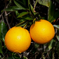 Parent Washington Navel Orange Budwood citrus plant material online shopping