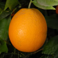 Harward Late Valencia Orange Budwood citrus plant material online shopping