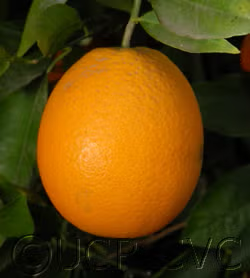 Harward Late Valencia Orange Budwood citrus plant material online shopping