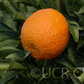 Ain Taoujdate Clementine Budwood citrus plant material online shopping