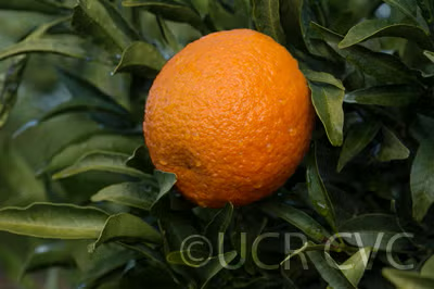 Ain Taoujdate Clementine Budwood citrus plant material online shopping