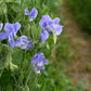 NZ Gardener Sweet Pea seeds online shopping