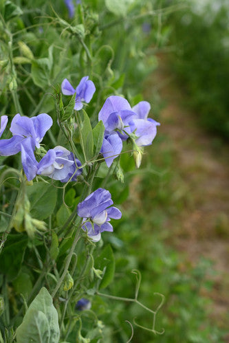 NZ Gardener Sweet Pea seeds online shopping