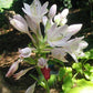 Great Lakes Gold Hosta Plants online shopping