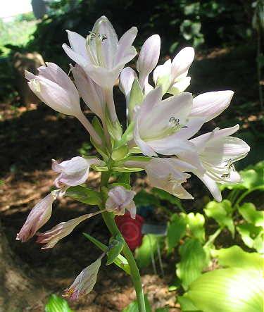 Great Lakes Gold Hosta Plants online shopping