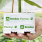 Grodan Plantop Block Propagation Rock Wool Hydroponics Substrate