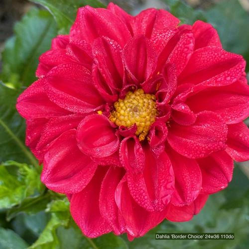 Border Choice Dahlia