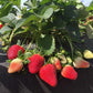 Florida Brilliance™ Short Day Strawberry