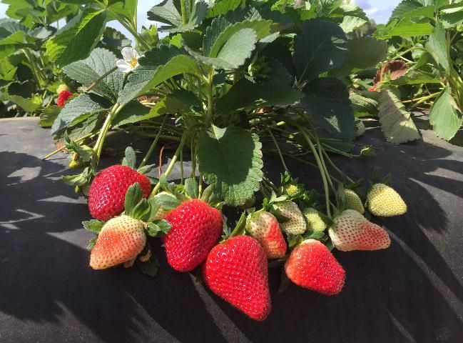 Florida Brilliance™ Short Day Strawberry