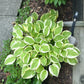 Heavenly Tiara Hosta Plants online shopping