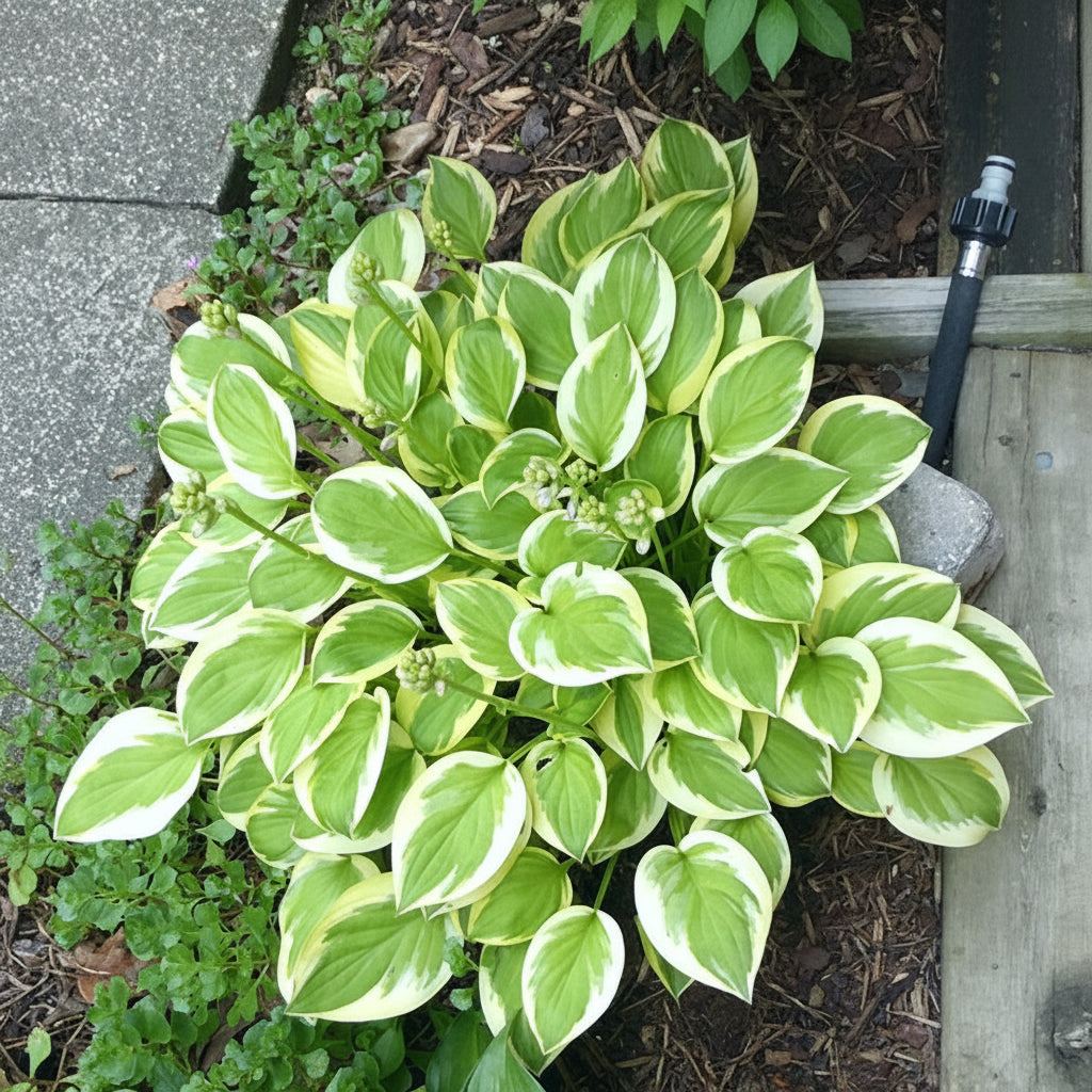 Heavenly Tiara Hosta Plants online shopping