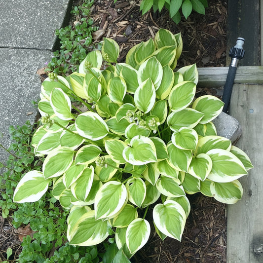 Heavenly Tiara Hosta Plants online shopping