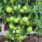 Super Fantastic Tomato
