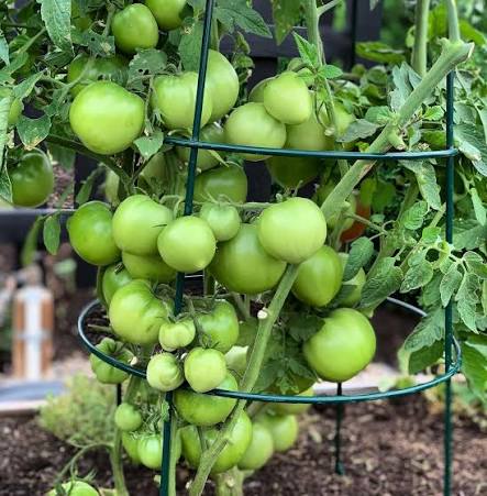 Super Fantastic Tomato