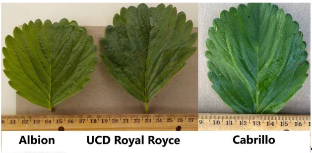 Royal Royce Day Neutral Strawberry