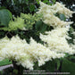 Japanese Tree Lilac lilac plant online shopping
