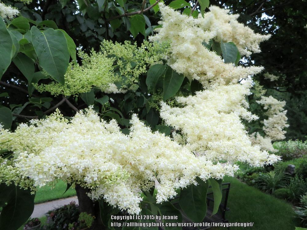 Japanese Tree Lilac lilac plant online shopping