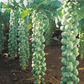 Igor Organic Brussels Sprout