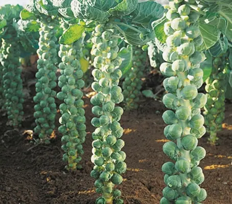 Igor Organic Brussels Sprout