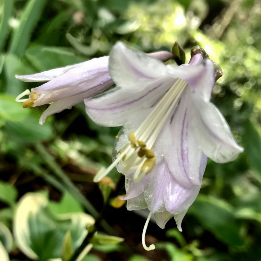 Lakeside Spruce Goose Hosta Plants online shopping