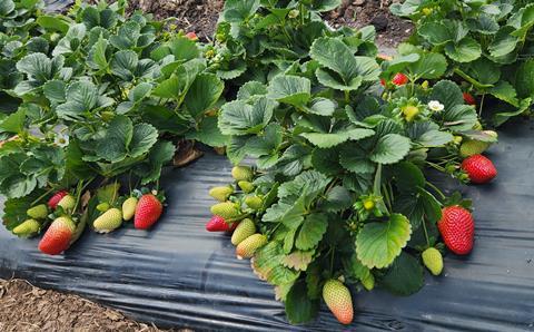 Stella Short Day Strawberry