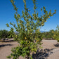 Adamopolou Lisbon Lemon Budwood citrus plant material online shopping