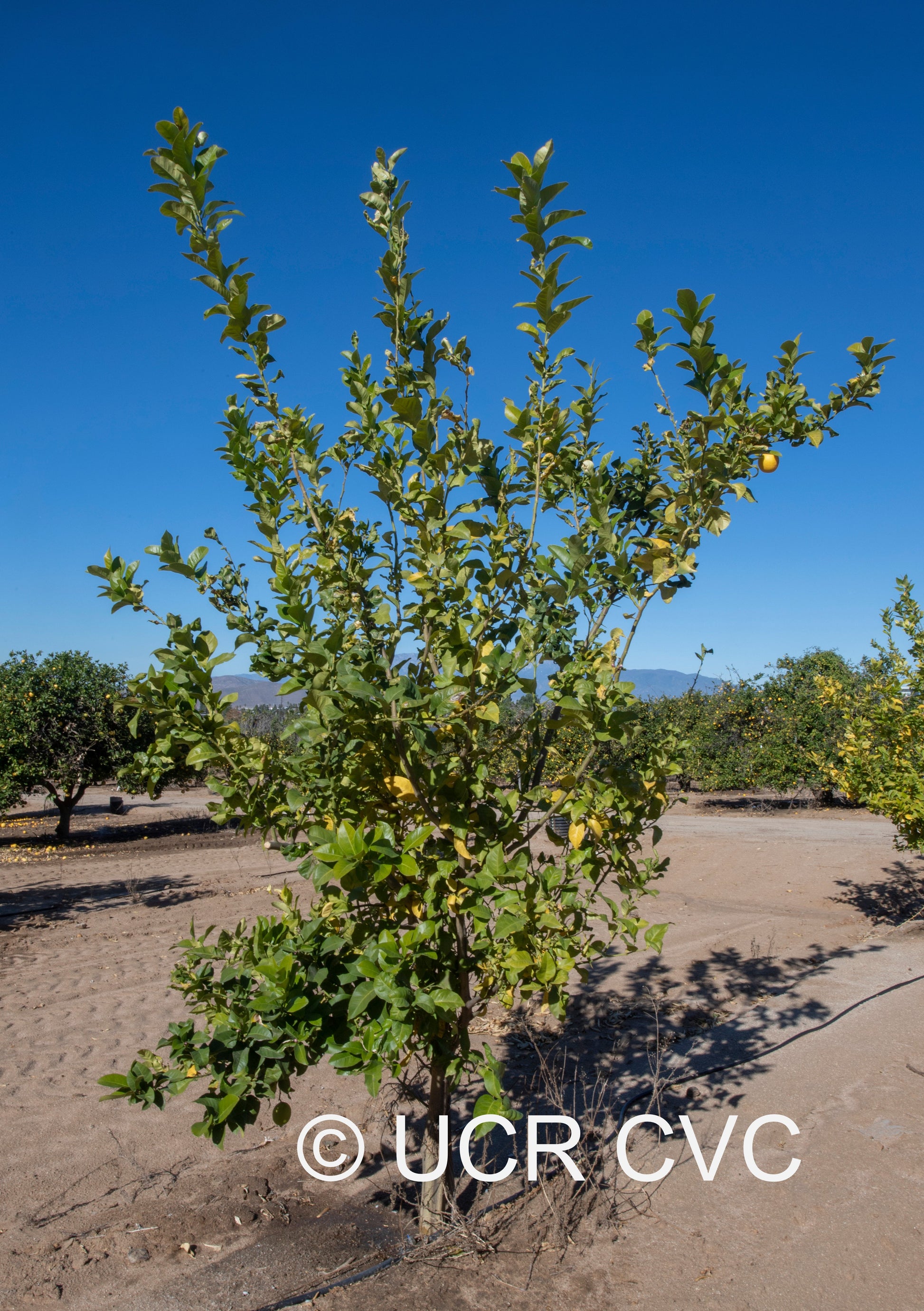 Adamopolou Lisbon Lemon Budwood citrus plant material online shopping