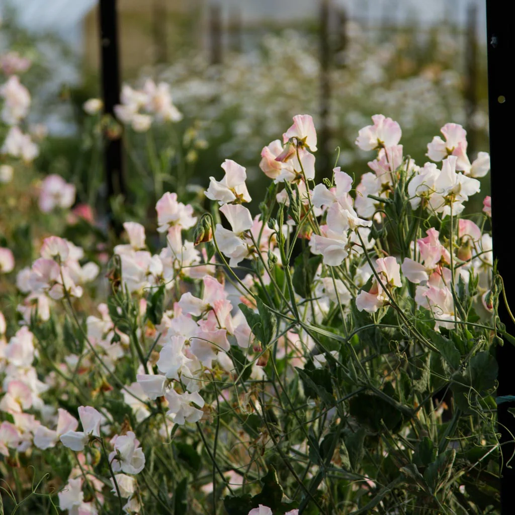 Kiera Madeline Sweet Pea seeds online shopping