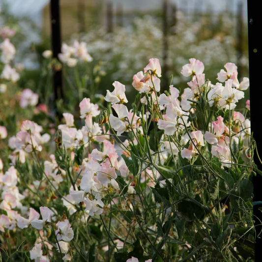 Kiera Madeline Sweet Pea seeds online shopping