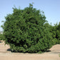 Benton Citrange Trifoliate Hybrid Budwood citrus plant material online shopping