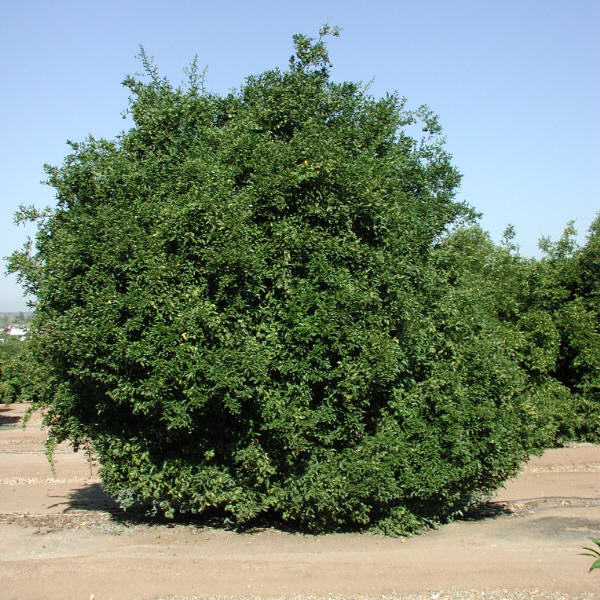 Benton Citrange Trifoliate Hybrid Budwood citrus plant material online shopping