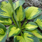Pocketful Of Sunshine Hosta Plants online shopping